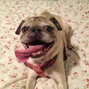 Meet your Posher, Betsy